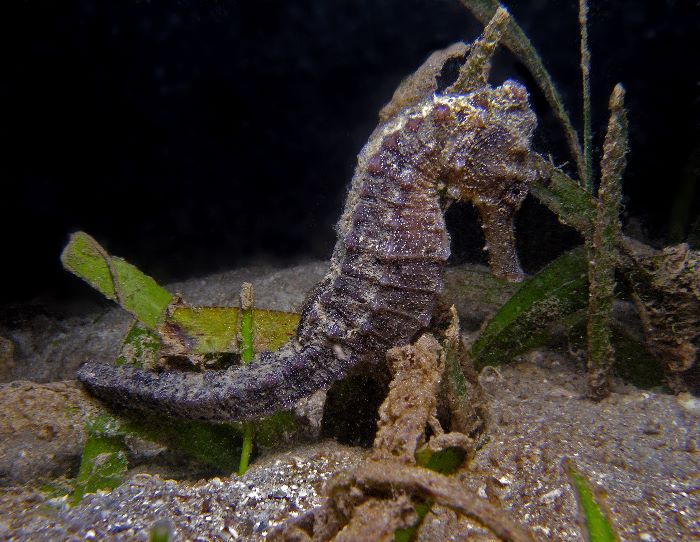 Hippocampus moluccensis (Ippocampo delle Molucche)